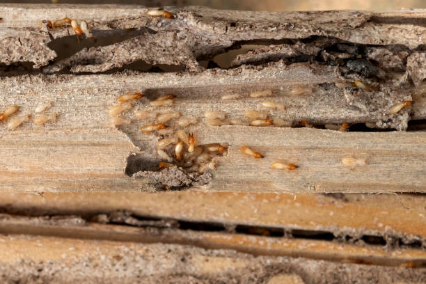 Best Local Pest Control Services  in Flemingsburg, KY